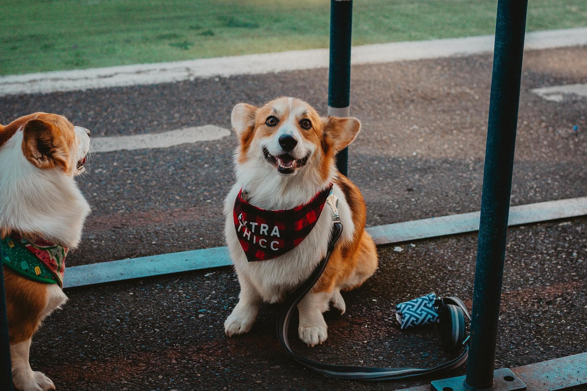 Dog & Cat Vets in Rapid City