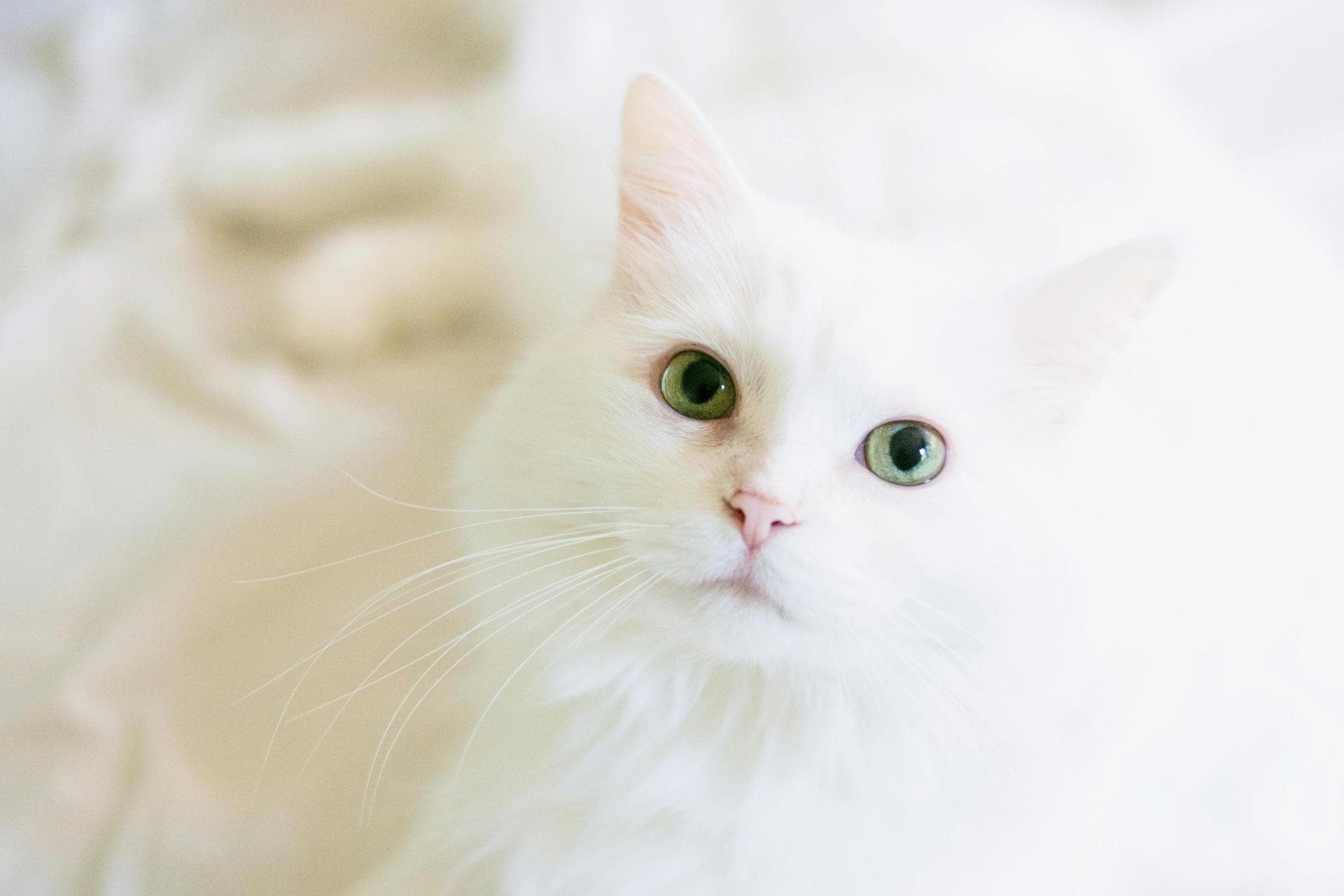 Dog & Cat Vets in Rapid City
