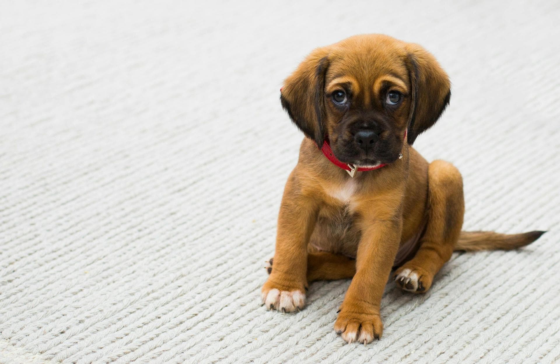 Specialist Vets in Rapid City